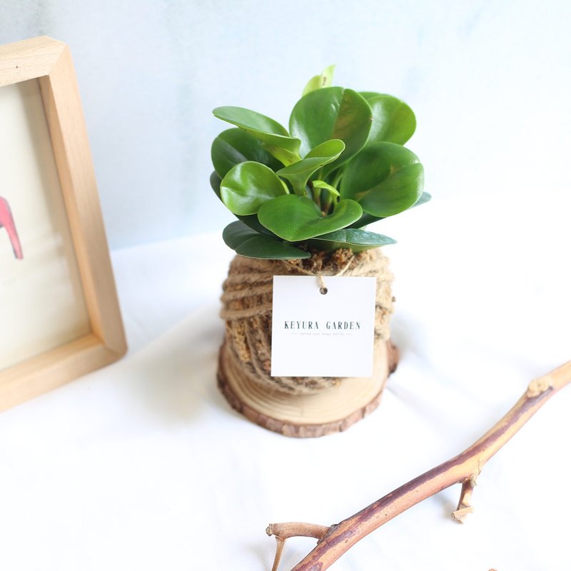 PD07圆叶椒草小苔球 / 办公室植栽 室内植物 - 植栽/盆栽 - 植物．花 