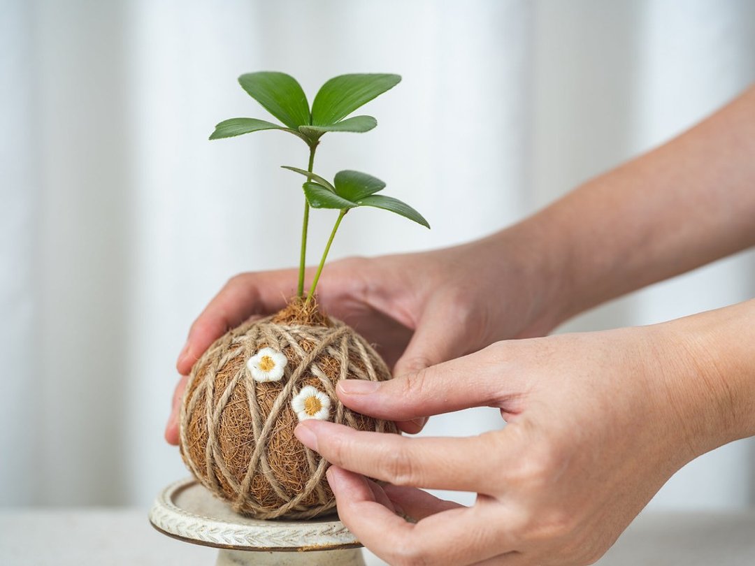 【水苔球DIY材料包】-赠三寸盆植物/添加圣诞图钉/交换礼物/聚会 - 植栽 - 植物．花 