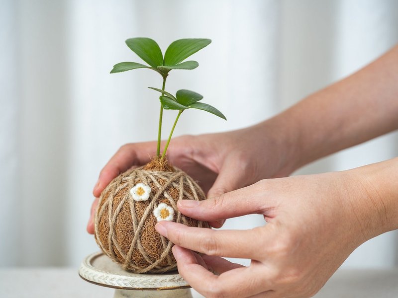 【水苔球DIY材料包】-赠三寸盆植物/添加圣诞图钉/交换礼物/聚会 - 植栽 - 植物．花 