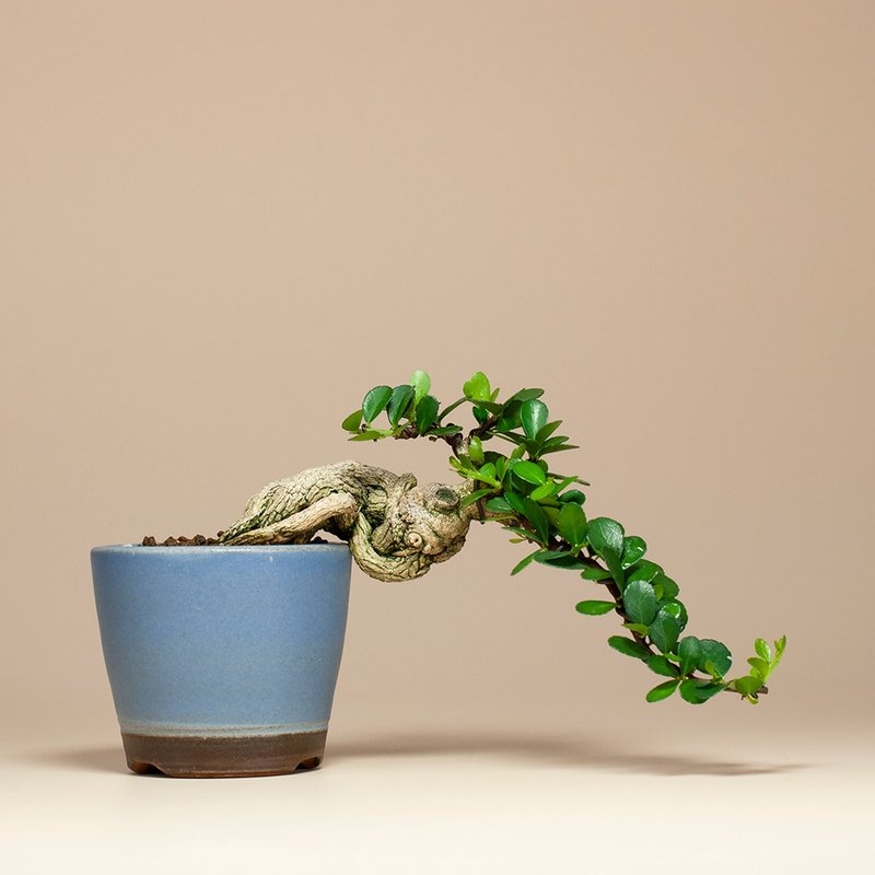 【精致盆景】迷你植栽 牛港刺盆栽 居家摆设 - 植栽/盆栽 - 植物．花 