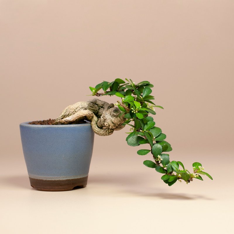 【精致盆景】迷你植栽 牛港刺盆栽 居家摆设 - 植栽/盆栽 - 植物．花 