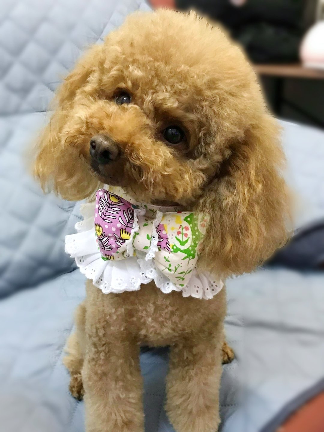 宠物 猫犬用 涨卜卜蝴蝶结蕾丝围巾/颈饰 - 衣/帽 - 棉 多色
