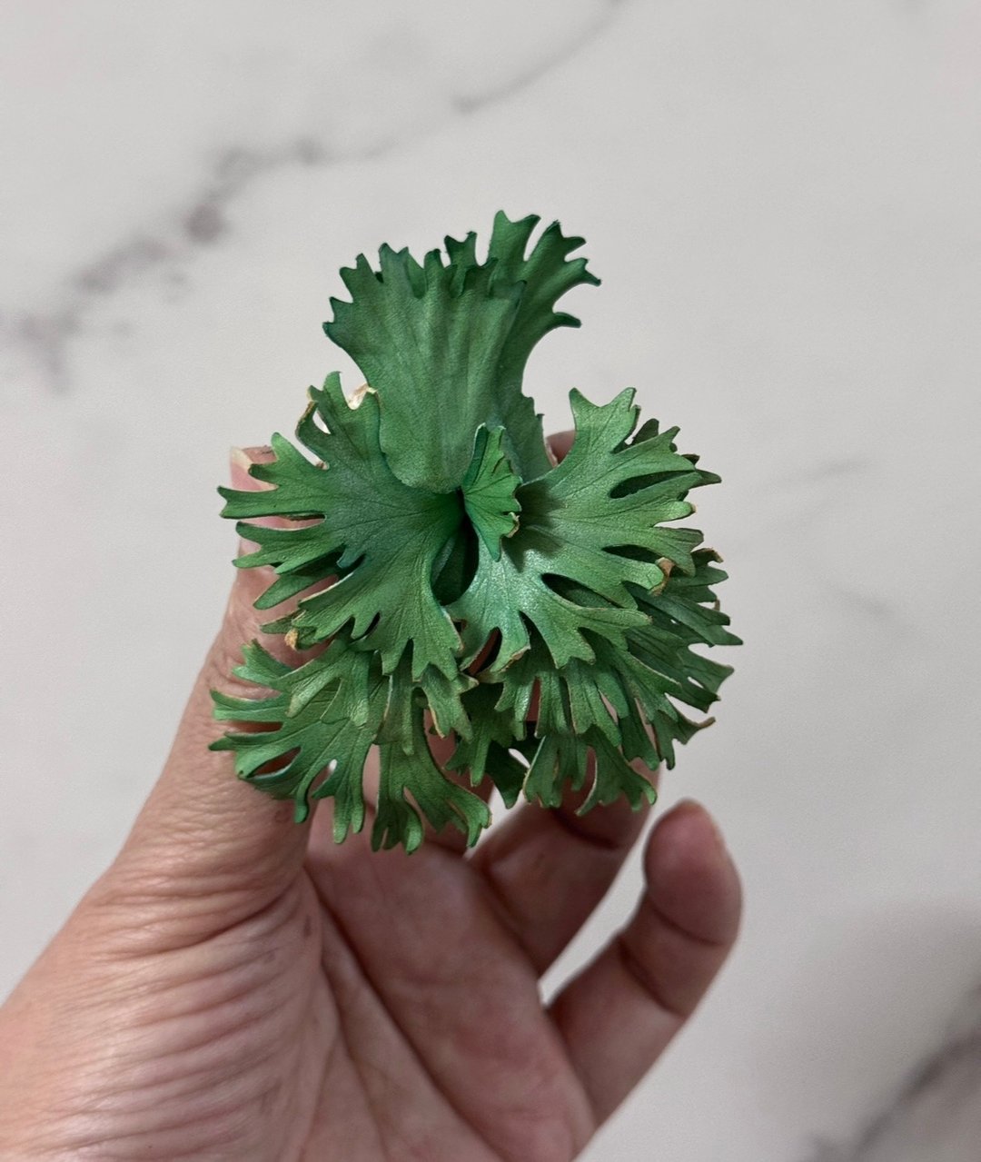 皮革制 卷云鹿角蕨吊饰_送礼/收藏 - 吊饰 - 真皮 