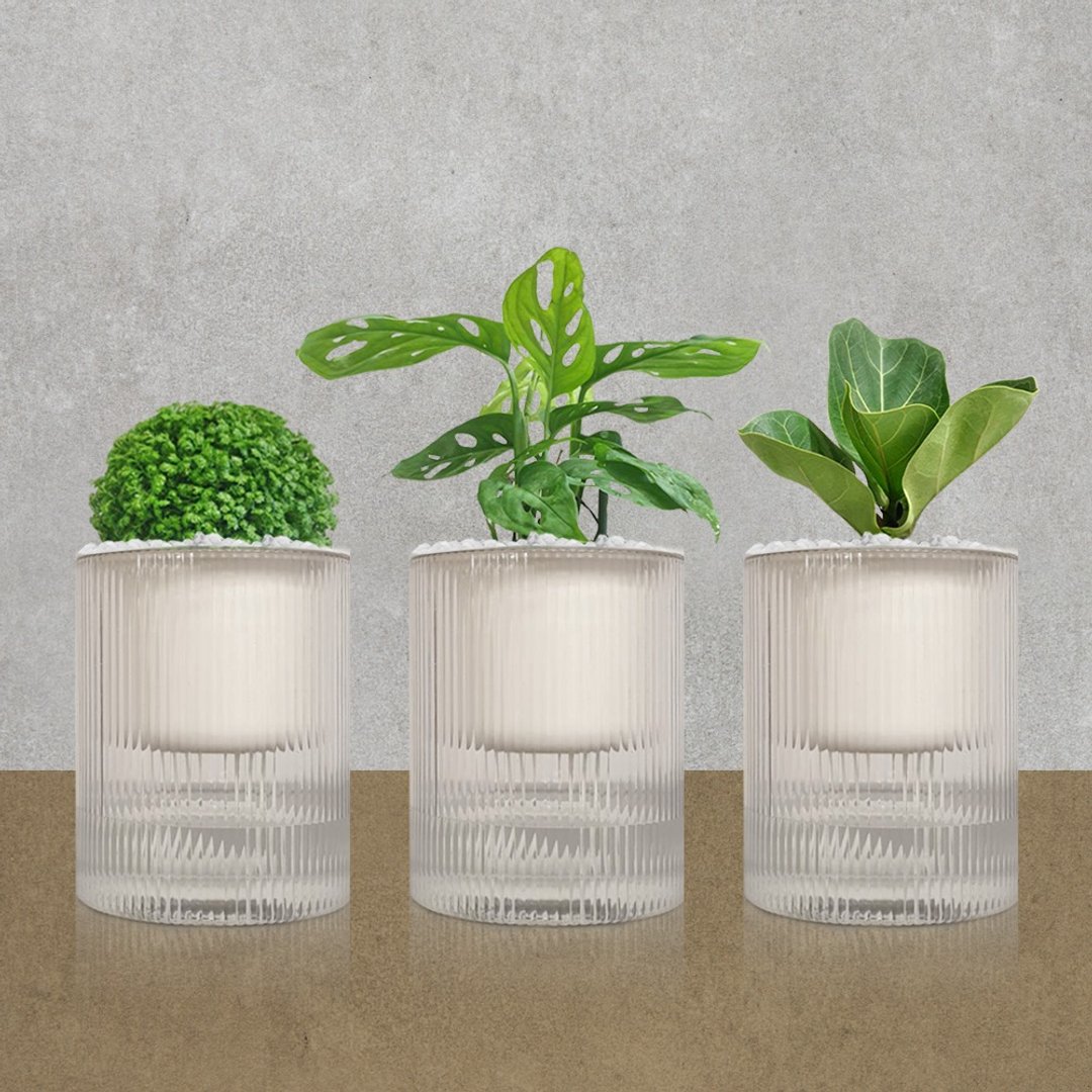 植栽 室内盆栽 无印风三盆 随机不挑款 - 植栽/盆栽 - 塑料 绿色