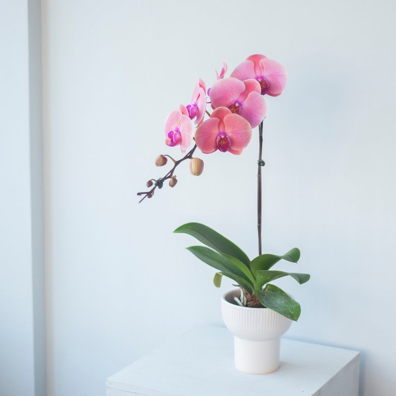 深粉蜜桃兰花盆栽 | 荣升 | 开幕送礼 | 居家布置 - 植栽/盆栽 - 植物．花 粉红色