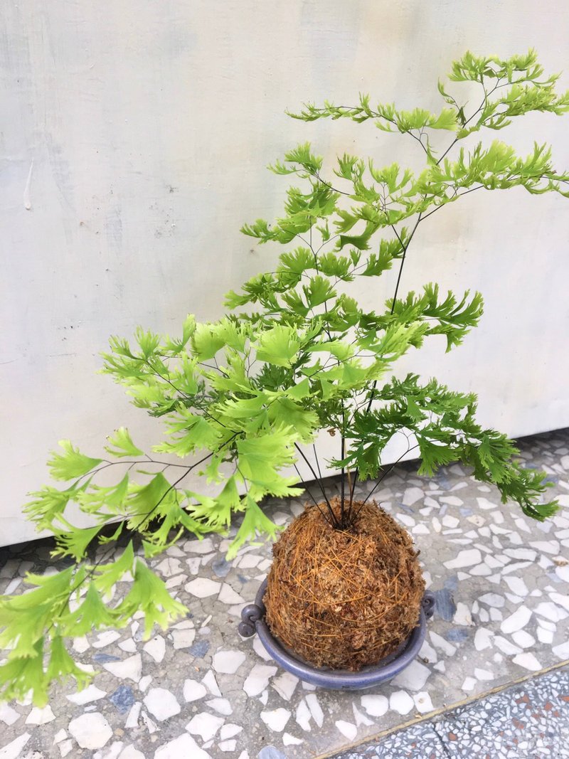 【缀化铁线蕨】水苔球 情人节礼物 生日礼物 观叶植物 室内植物 - 植栽/盆栽 - 植物．花 
