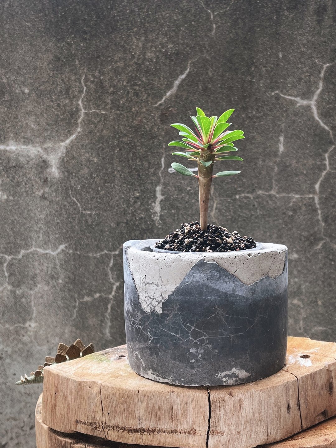 · 实生 鬼栖阁 ·  特殊款环保泥盆 · - 植栽/盆栽 - 水泥 