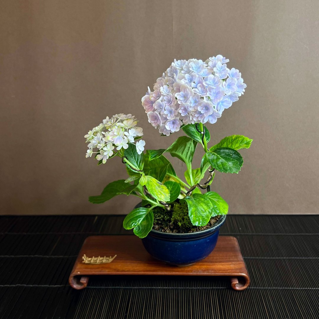 日本紫阳花∣万华镜 迷你茶道盆栽 开花中 - 植栽/盆栽 - 陶 