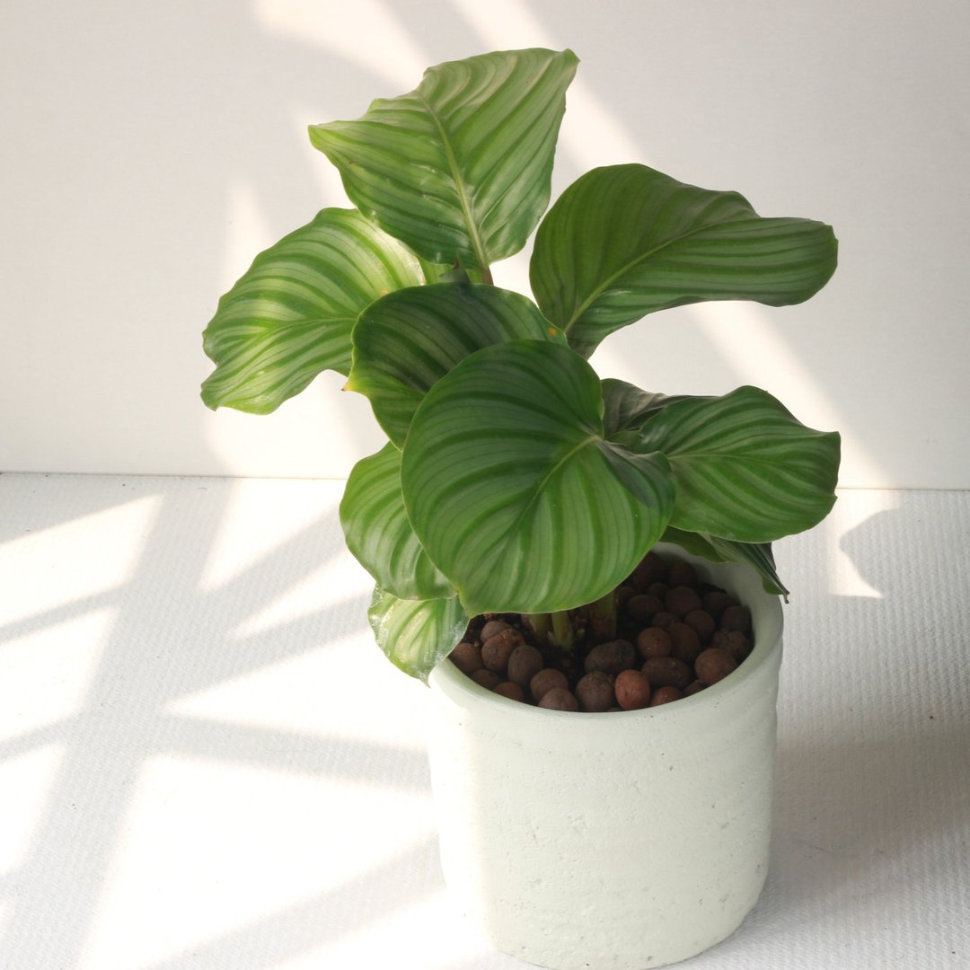 植栽 盆栽 l 青苹果竹芋 (大盆)  圆柱带孔透气水泥盆 室内植物 - 植栽/盆栽 - 水泥 