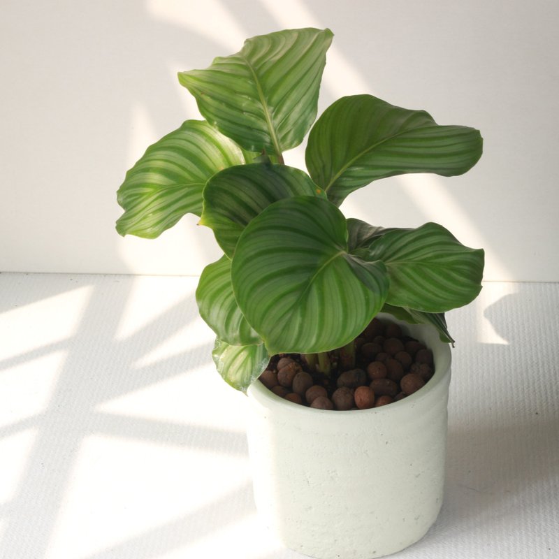 植栽 盆栽 l 青苹果竹芋 (大盆)  圆柱带孔透气水泥盆 室内植物 - 植栽/盆栽 - 水泥 