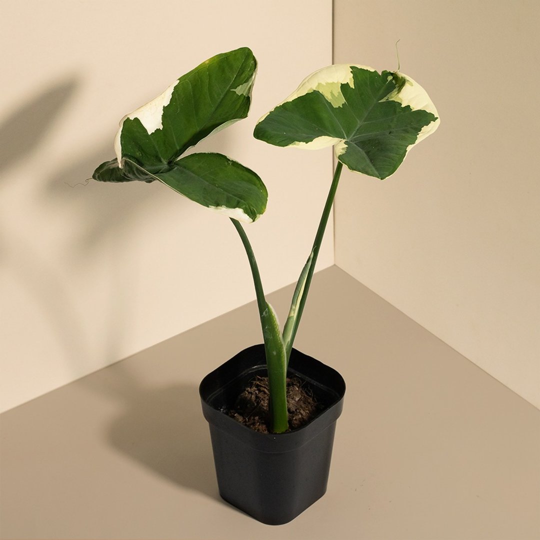 Mickey mouse 乳斑千年芋-室内植栽 - 植栽/盆栽 - 植物．花 