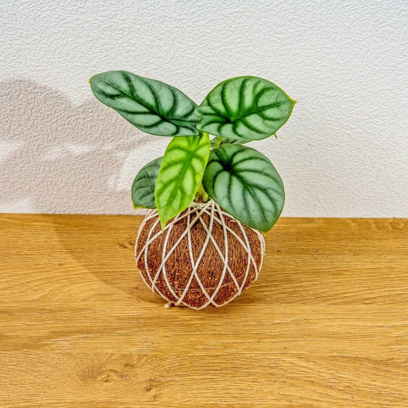 苔球植物 银龙观音莲苔球 苔玉 礼物 送礼 桌上盆栽 - 植栽/盆栽 - 植物．花 绿色