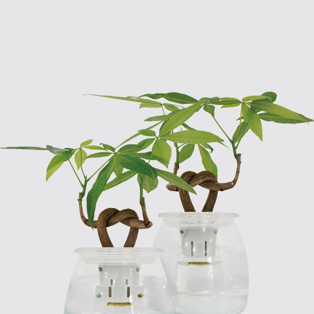 │ 玻璃系列 │ 心型发财树 - 马拉巴栗 招财 鱼水共生 水耕 - 植栽/盆栽 - 植物．花 