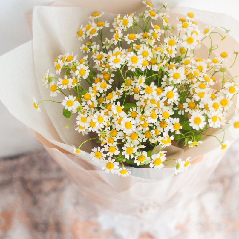 单品花束 | 乡村风洋甘菊花束 | 可定制 - 干燥花/捧花 - 植物．花 白色