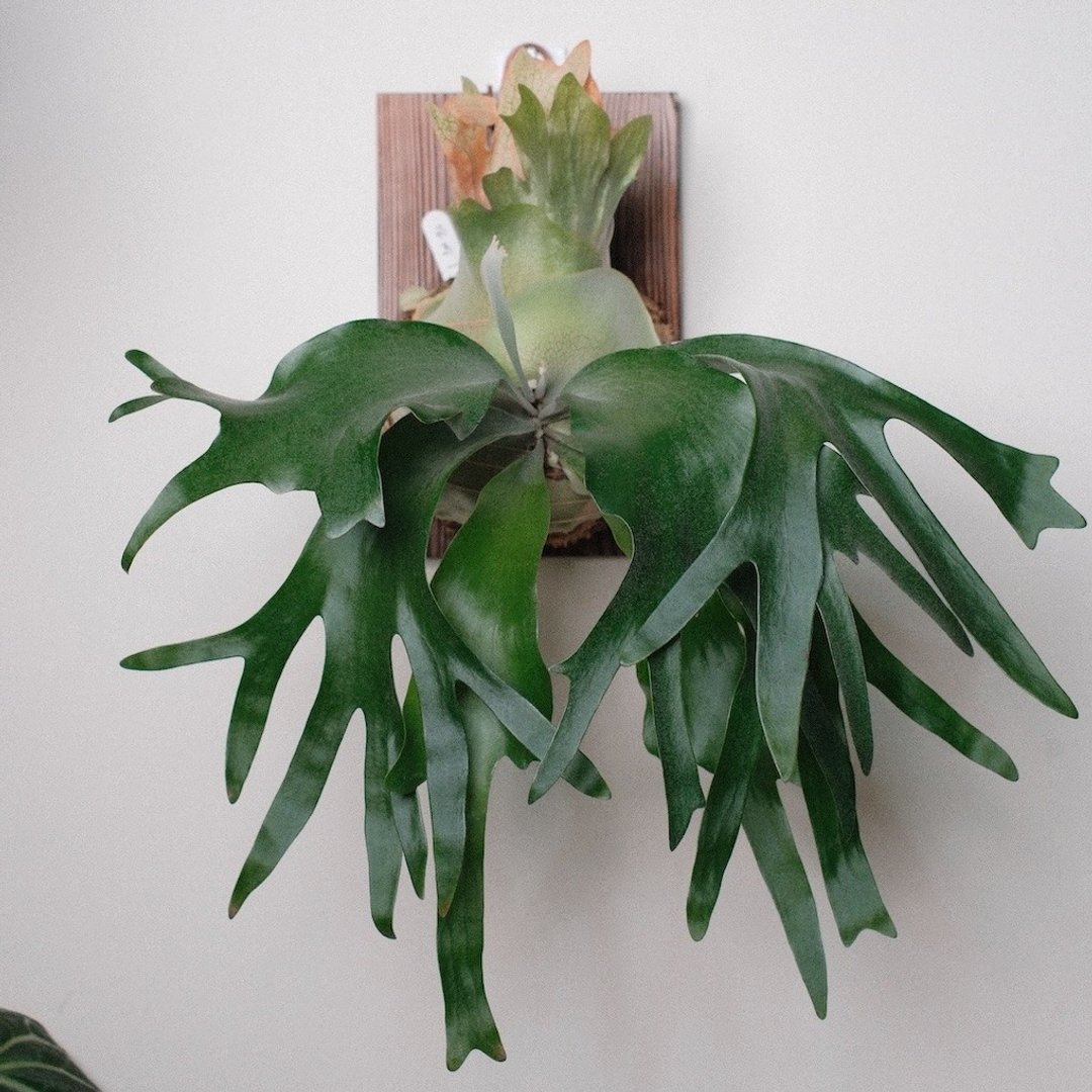 飞马鹿角蕨/鹿角蕨 - 植栽/盆栽 - 植物．花 