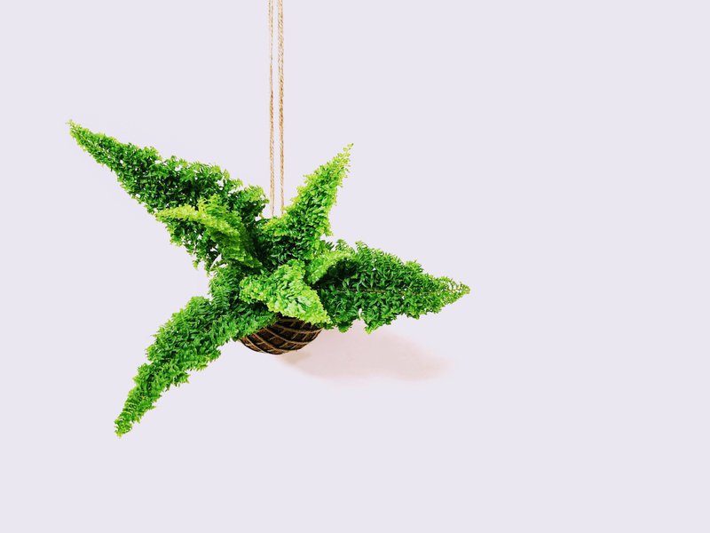 密叶肾蕨苔球│板植│室内植物│窗边植物│观叶植物 - 植栽/盆栽 - 植物．花 绿色