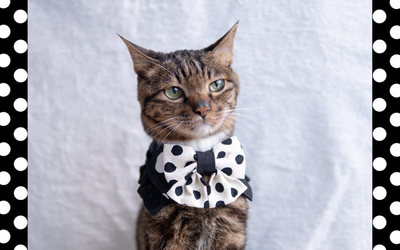 【 水玉・みずたま】宠物领巾 猫咪/狗狗 波点 - 黑 - 项圈/牵绳 - 棉．麻 黑色