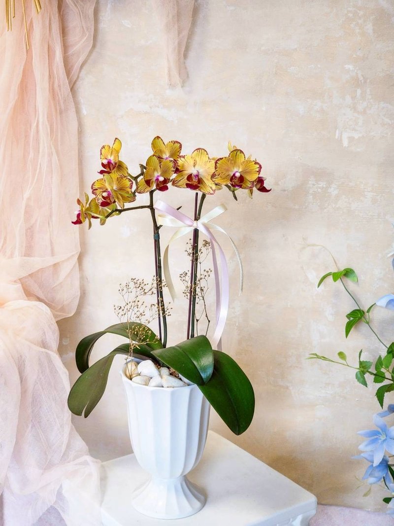 招财猫蝴蝶兰植栽【限店面自取/双北专送】新年送礼 新居落成 - 植栽/盆栽 - 植物．花 多色