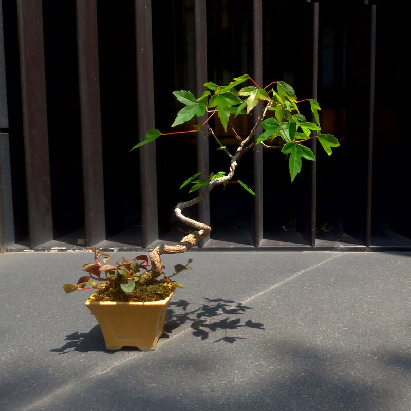日本唐枫∣文人风飘 小品盆景 - 植栽/盆栽 - 陶 