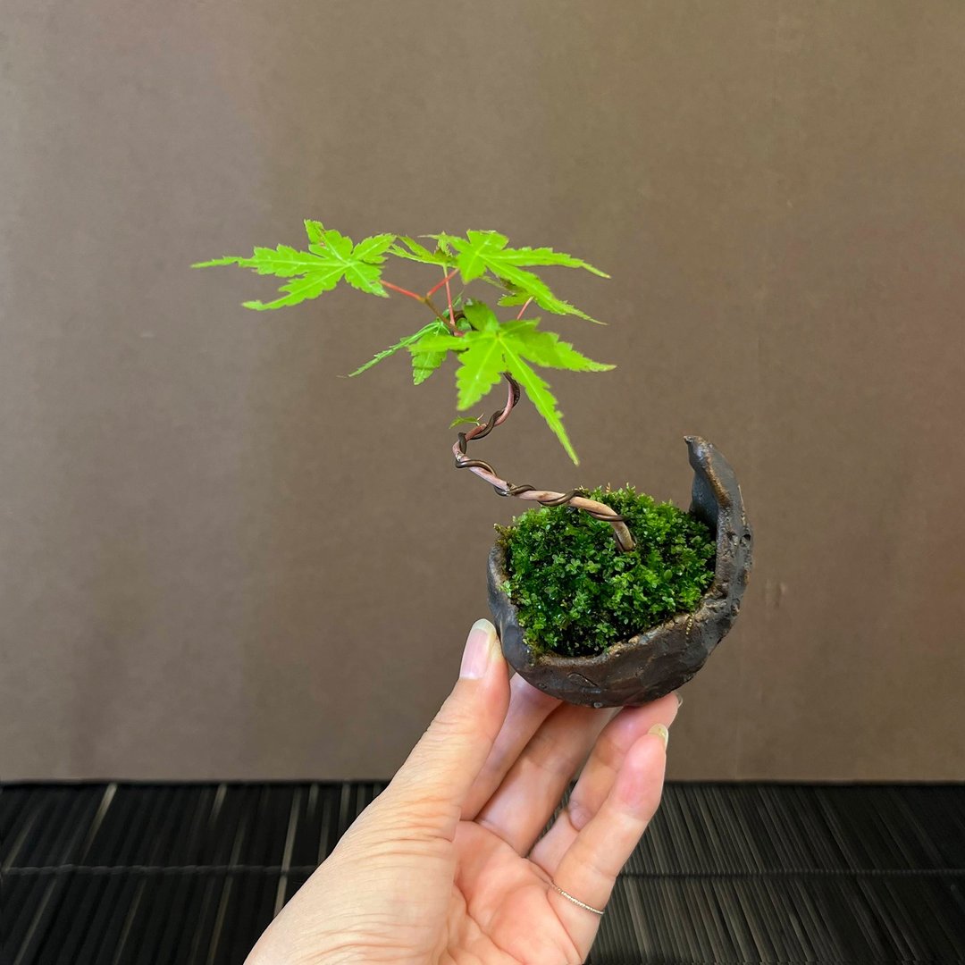 日本山红叶山槭∣原株迷你盆栽 - 植栽/盆栽 - 陶 