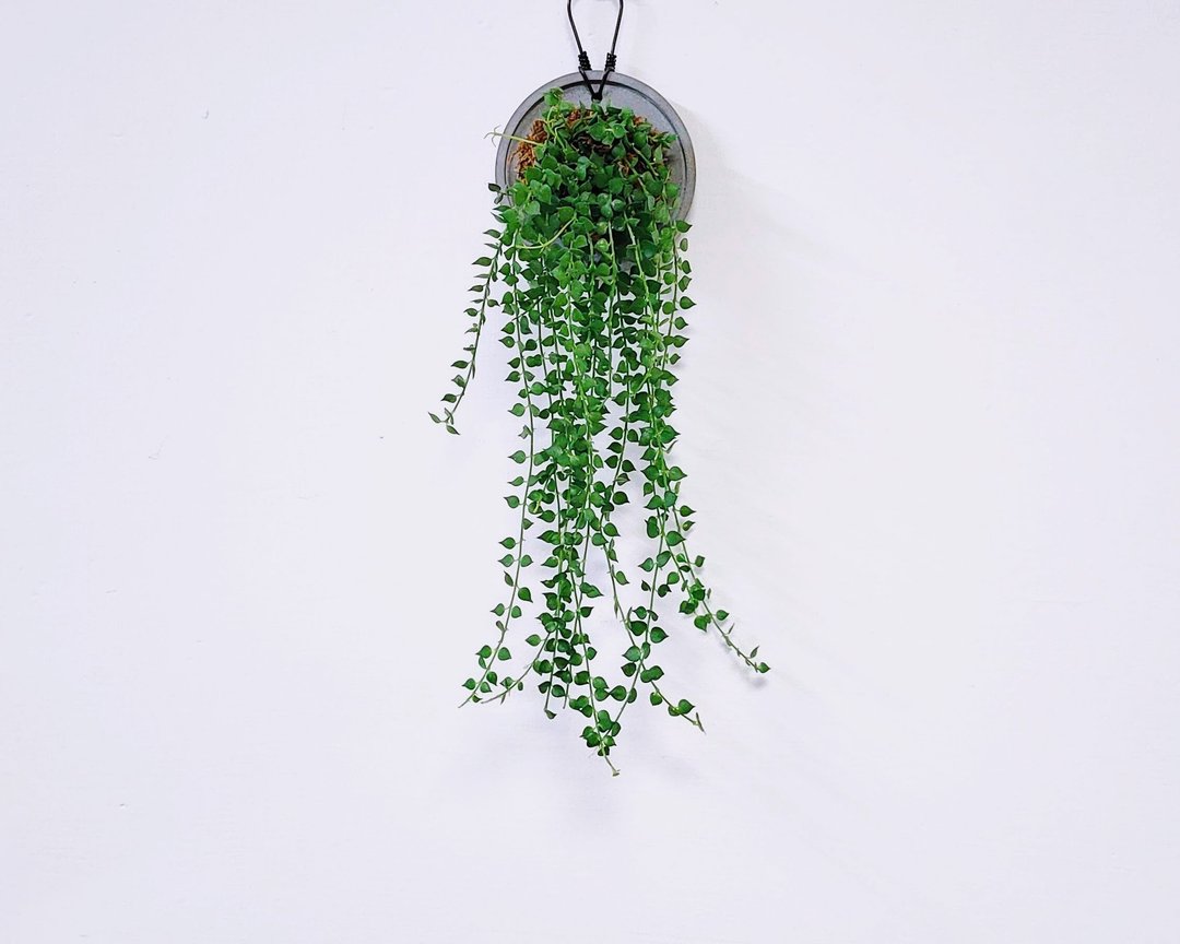 百万心│水泥上板植栽│窗边植物│阳台植物│观叶植物│多肉 - 植栽/盆栽 - 玻璃 绿色