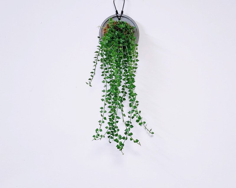 百万心│水泥上板植栽│窗边植物│阳台植物│观叶植物│多肉 - 植栽/盆栽 - 玻璃 绿色