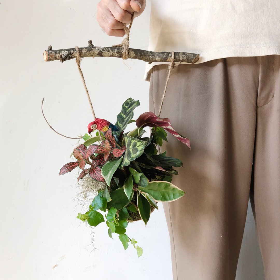 12 月・享生活 Feng・冬季漫游 苔球植栽 - 植栽 - 植物．花 