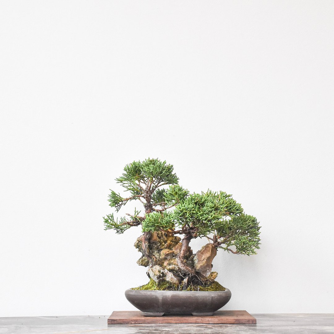 石附系鱼川真柏 Itoigawa Juniper Stone style | 盆景星球 - 植栽/盆栽 - 植物．花 