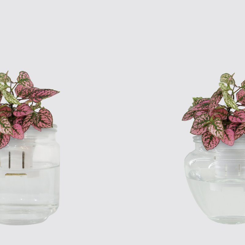 │ 玻璃系列 │ 嫣粉蔓 - 鱼水共生 水耕盆栽 空气净化 玻璃 - 植栽/盆栽 - 植物．花 