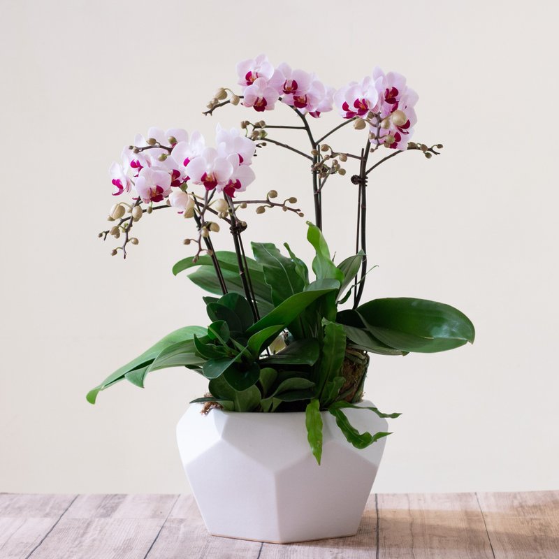 第一名蝴蝶兰 | 2株 - 植栽/盆栽 - 植物．花 绿色