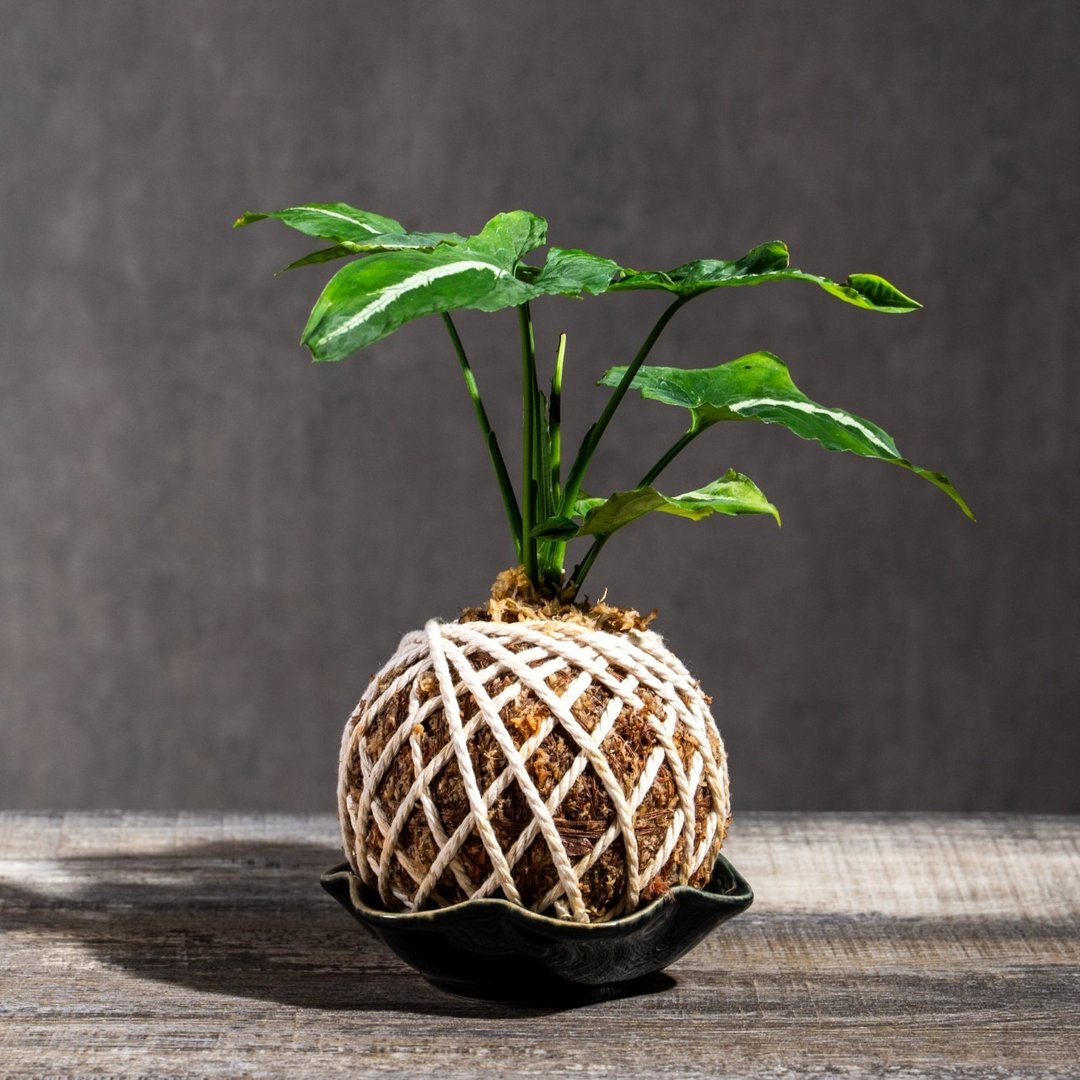 绒叶合果芋苔球 苔球植物 苔玉 适合室内植物 办公室植物 - 植栽/盆栽 - 植物．花 