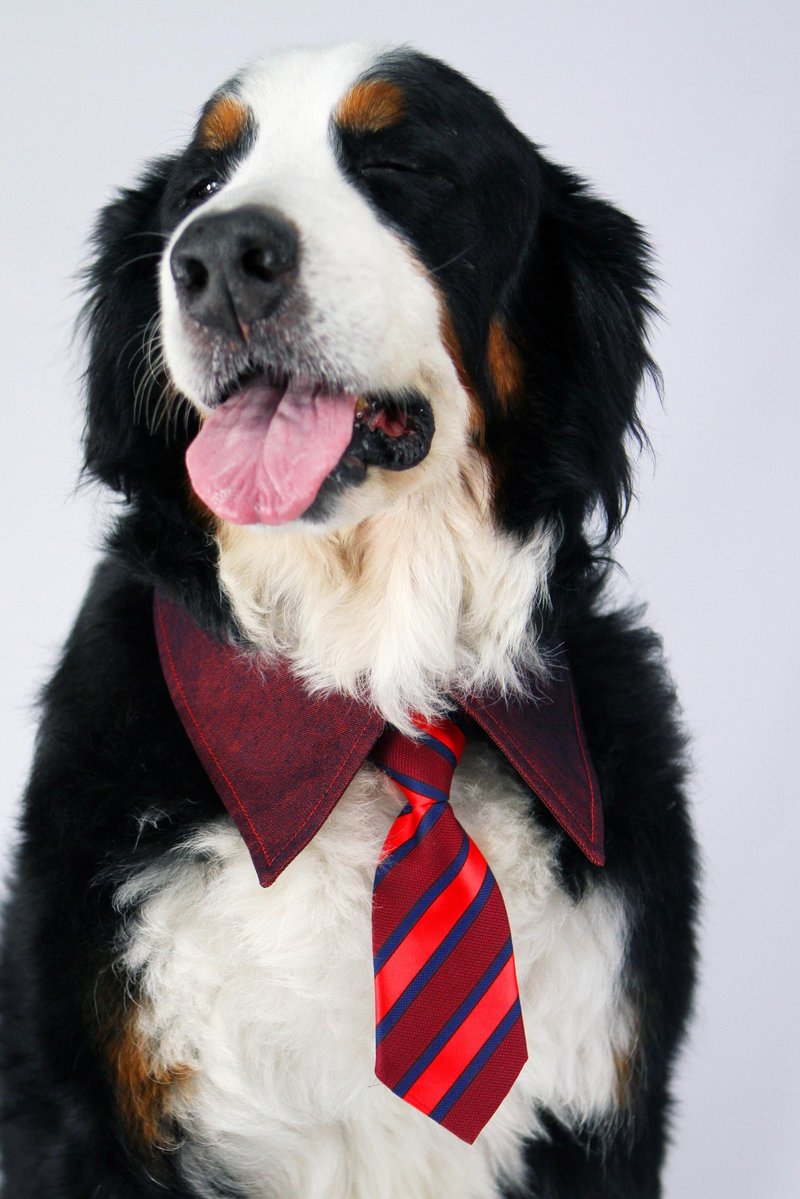 宠物单面衬衫领- 橘红OR (4XL/5XL/6XL) - 衣/帽 - 其他材质 红色