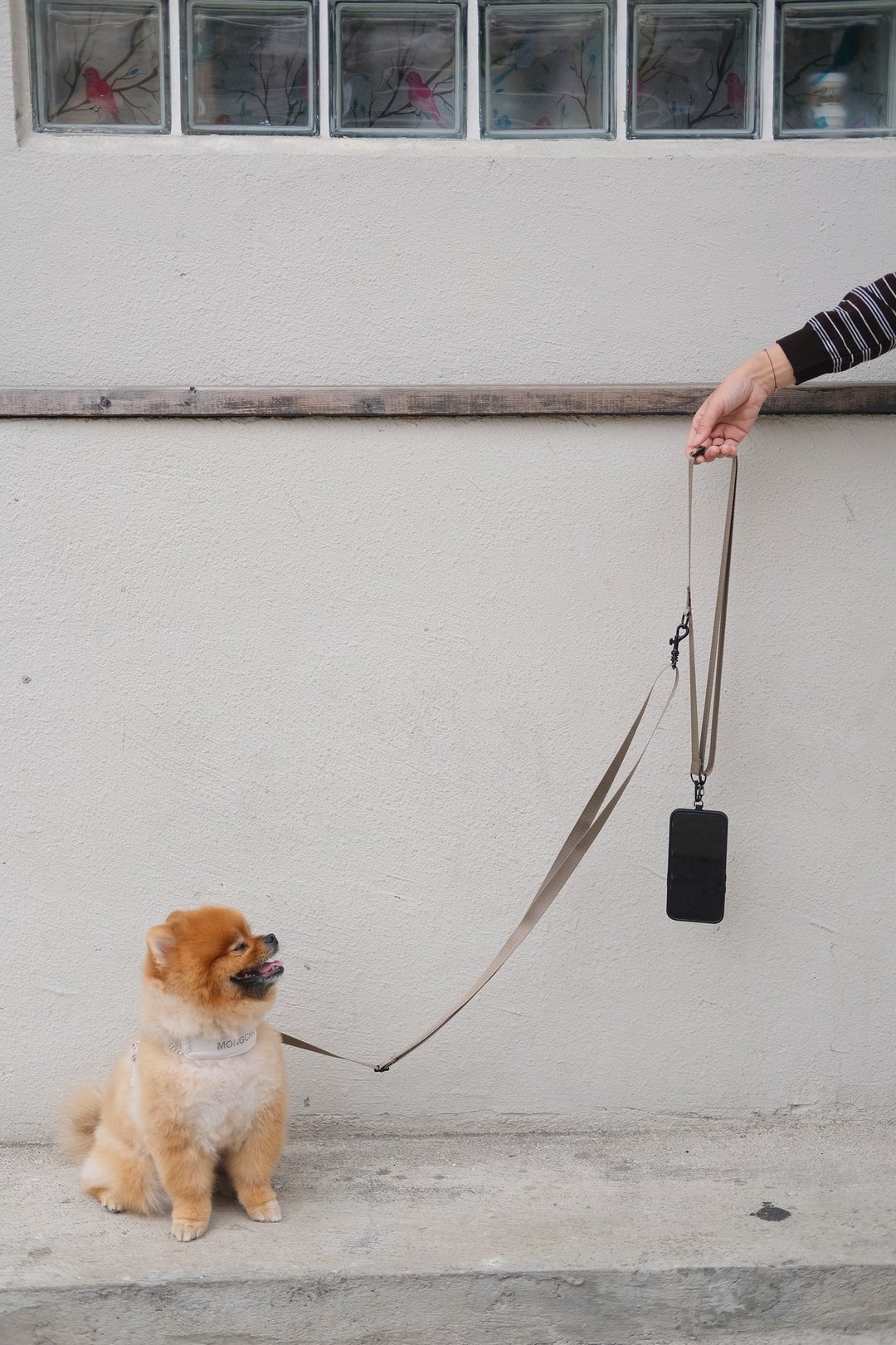 Mongster OMNI Leash 电话绳 + 相机带 3 合一 - 项圈/牵绳 - 尼龙 多色
