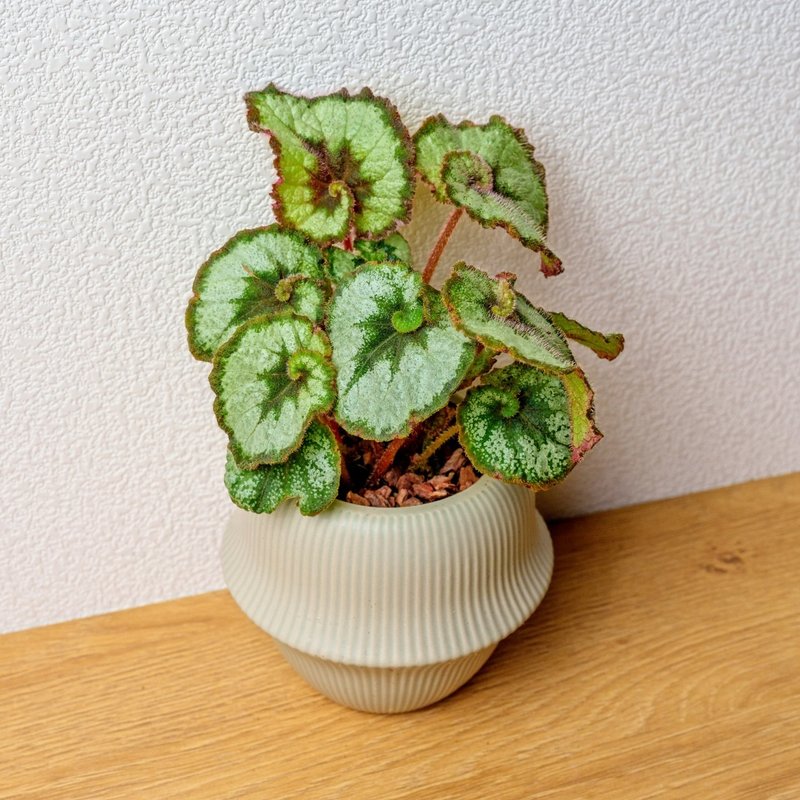 蜗牛海棠 现代感圆弧陶瓷盆浅绿色 桌上型盆栽 观叶植物 礼物 - 植栽/盆栽 - 陶 绿色
