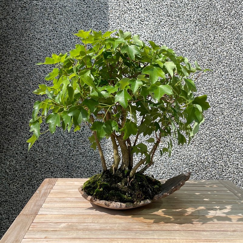 小品盆栽-宫样枫 盆景 送礼 - 植栽/盆栽 - 植物．花 