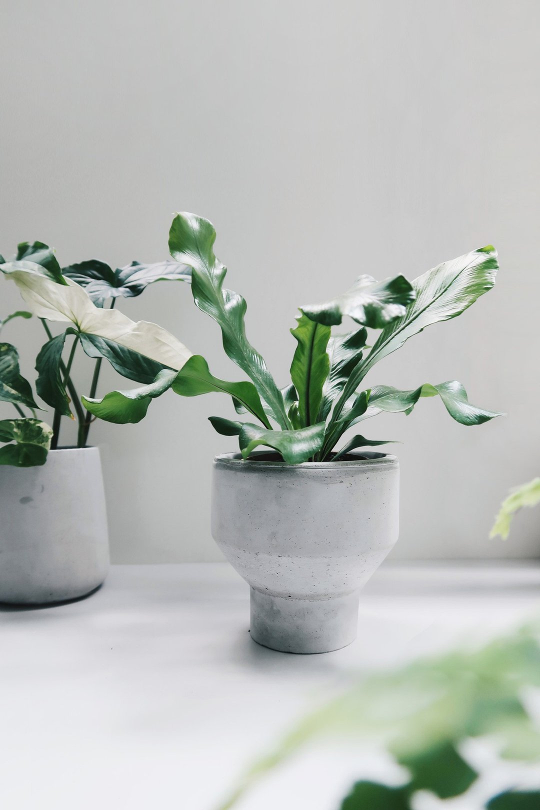 PURE 清水泥 | 极简宽口窄身水泥盆器・花盆・花器 - 花瓶/陶器 - 水泥 灰色