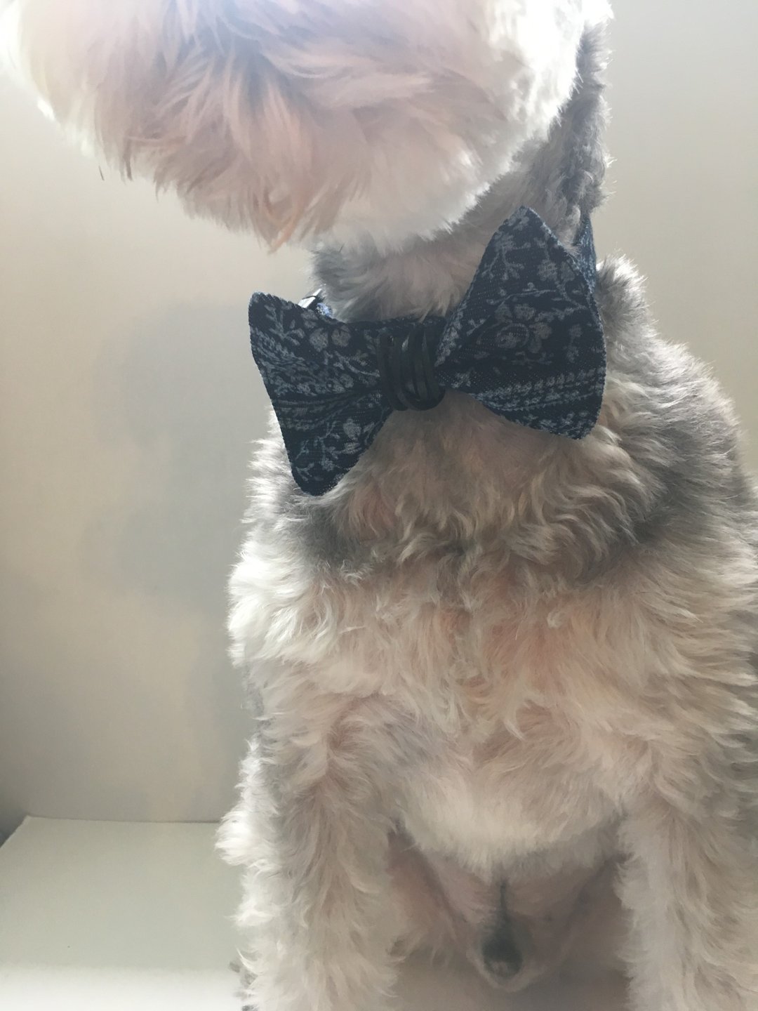 Pet Bow Tie (XS) 宠物领结 猫 迷你型犬 - 其他 - 真皮 蓝色