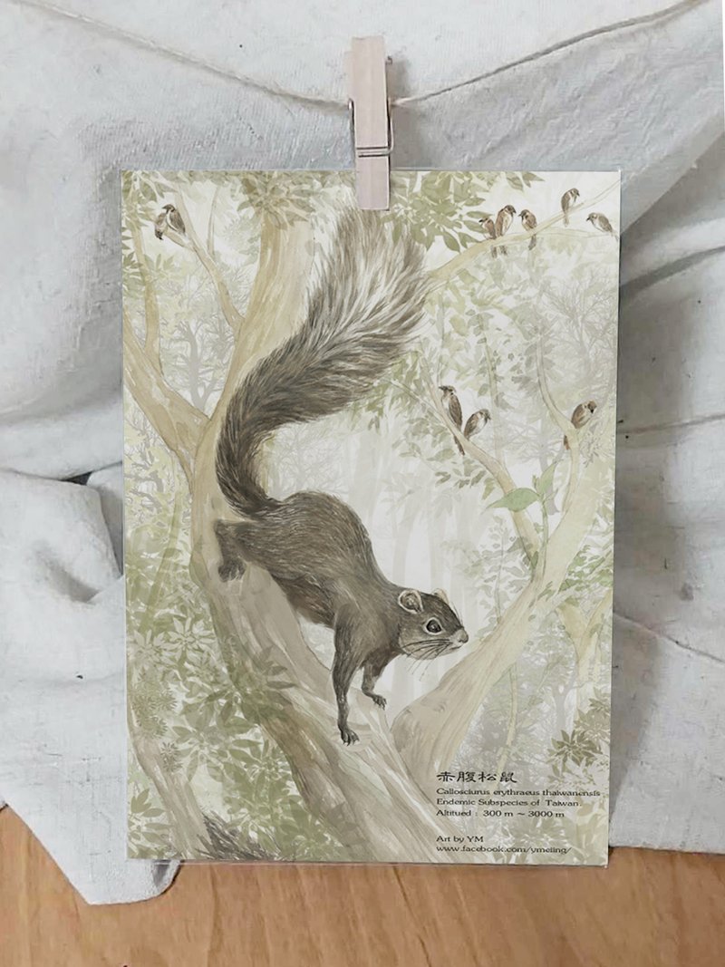 赤腹松鼠-台湾特有动物系列-特有亚种 台湾 明信片 - 卡片/明信片 - 纸 