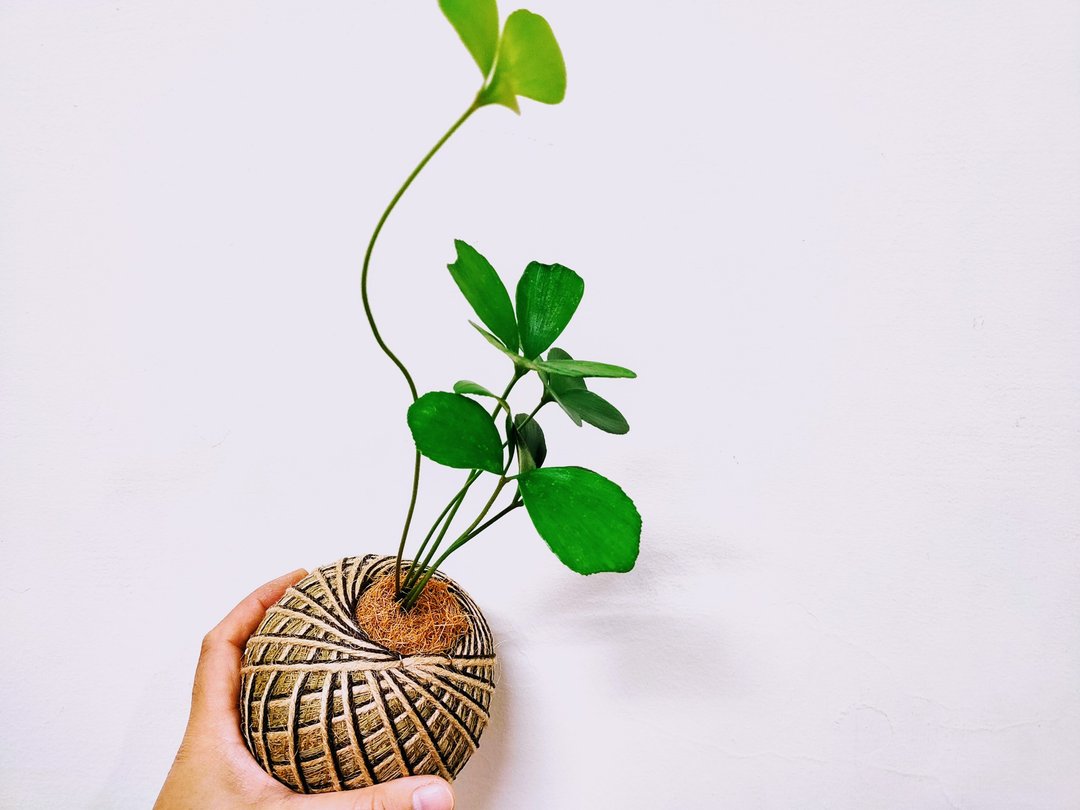 幸运树苔球│窗边植物│阳台植物│观叶植物 - 植栽/盆栽 - 植物．花 绿色