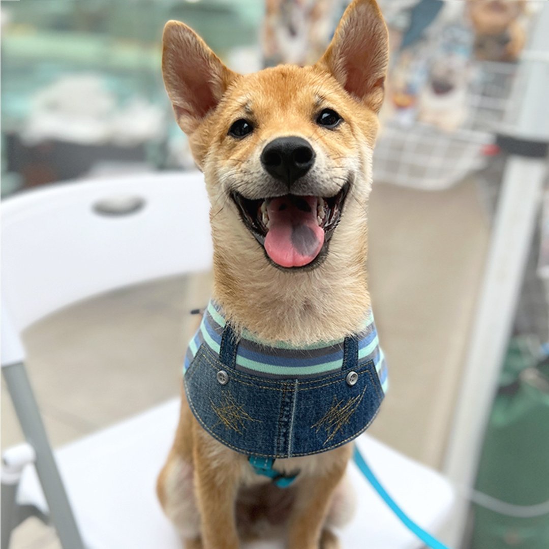 NoAh Pet Pet | 蓝间吊带款宠物围巾 - 衣/帽 - 棉．麻 蓝色