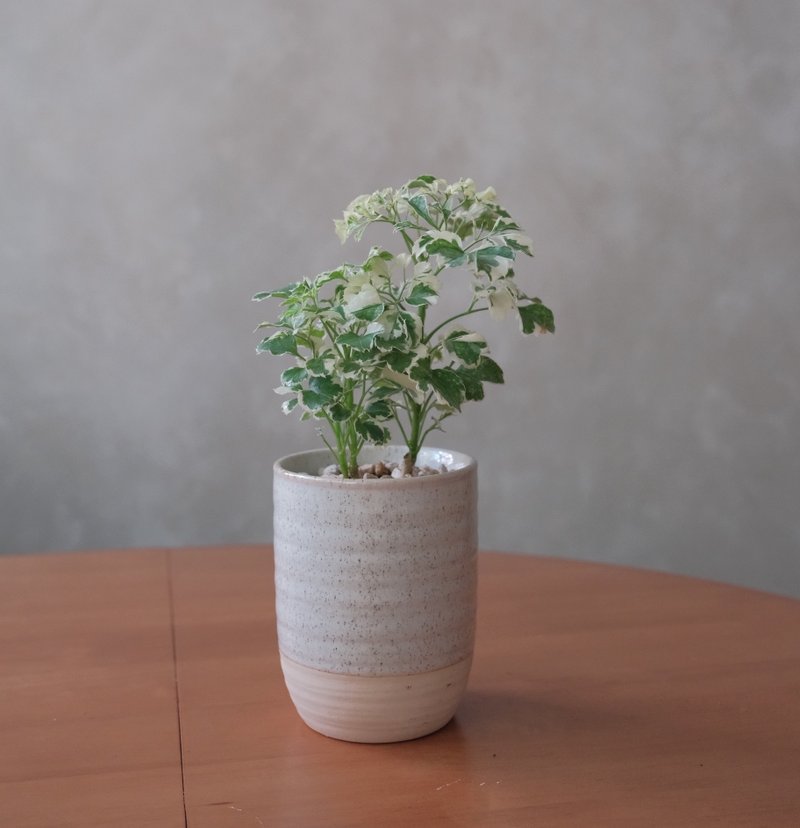 雪花福禄桐/办公室植物/室内植物 - 植栽/盆栽 - 植物．花 