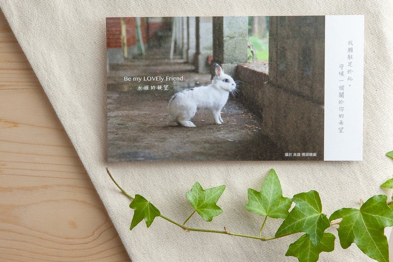 兔子摄影插画明信片 - 永恒的凝望 - 卡片/明信片 - 纸 灰色