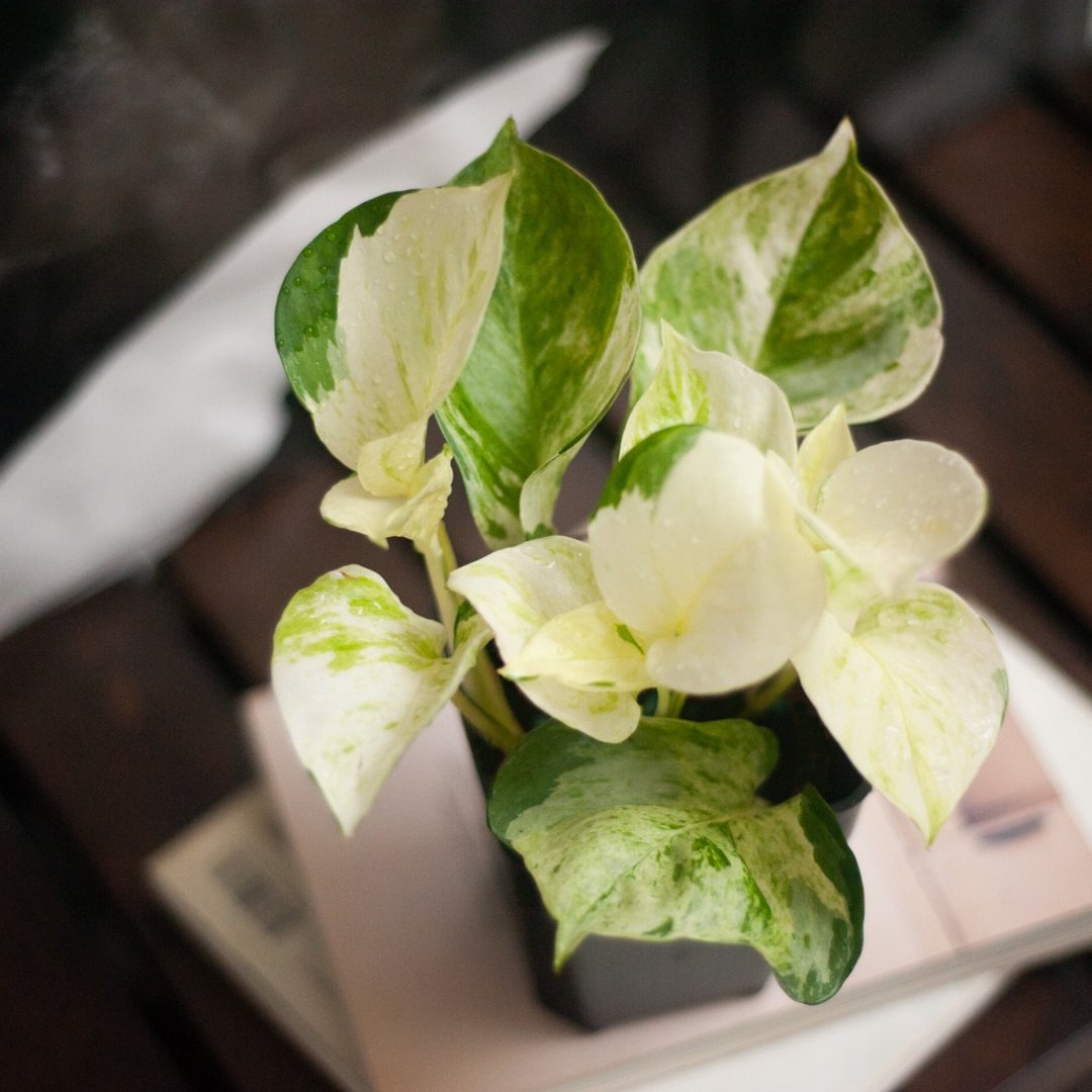 白泉黄金葛 | 新手盆栽 | 耐阴植栽 | 居家布置 | 办公室盆栽 - 植栽/盆栽 - 植物．花 绿色