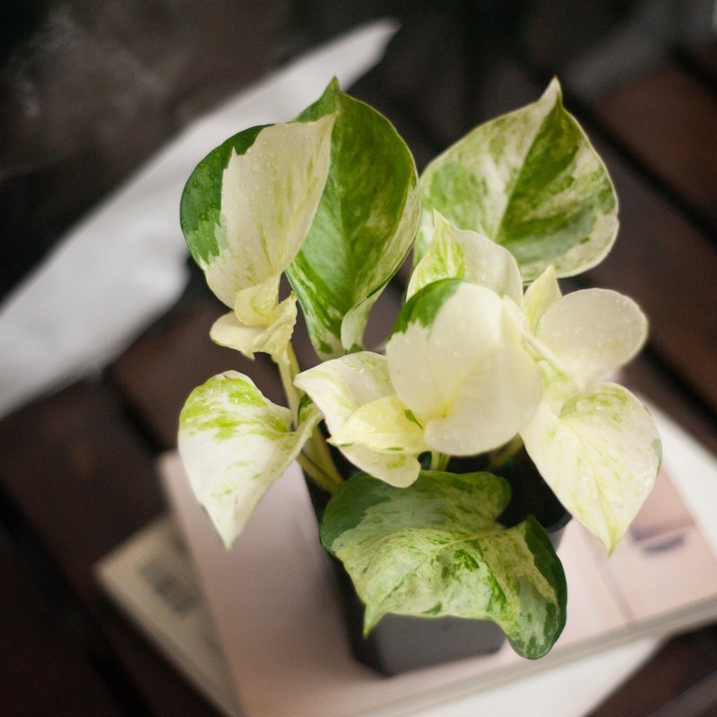 白泉黄金葛 | 新手盆栽 | 耐阴植栽 | 居家布置 | 办公室盆栽 - 植栽/盆栽 - 植物．花 绿色