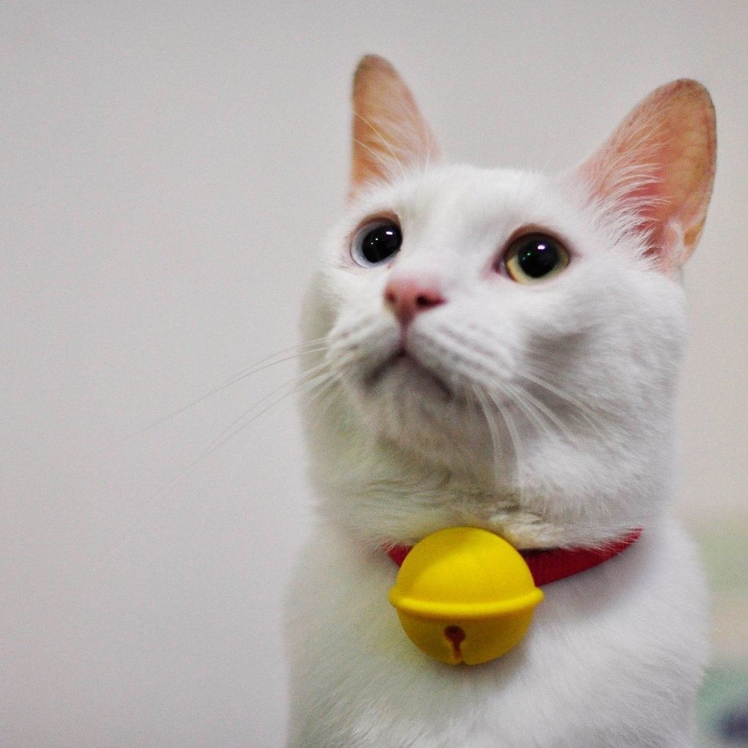 【联名款】防走失 猫铃铛 狗铃铛 - 项圈/牵绳 - 塑料 黄色