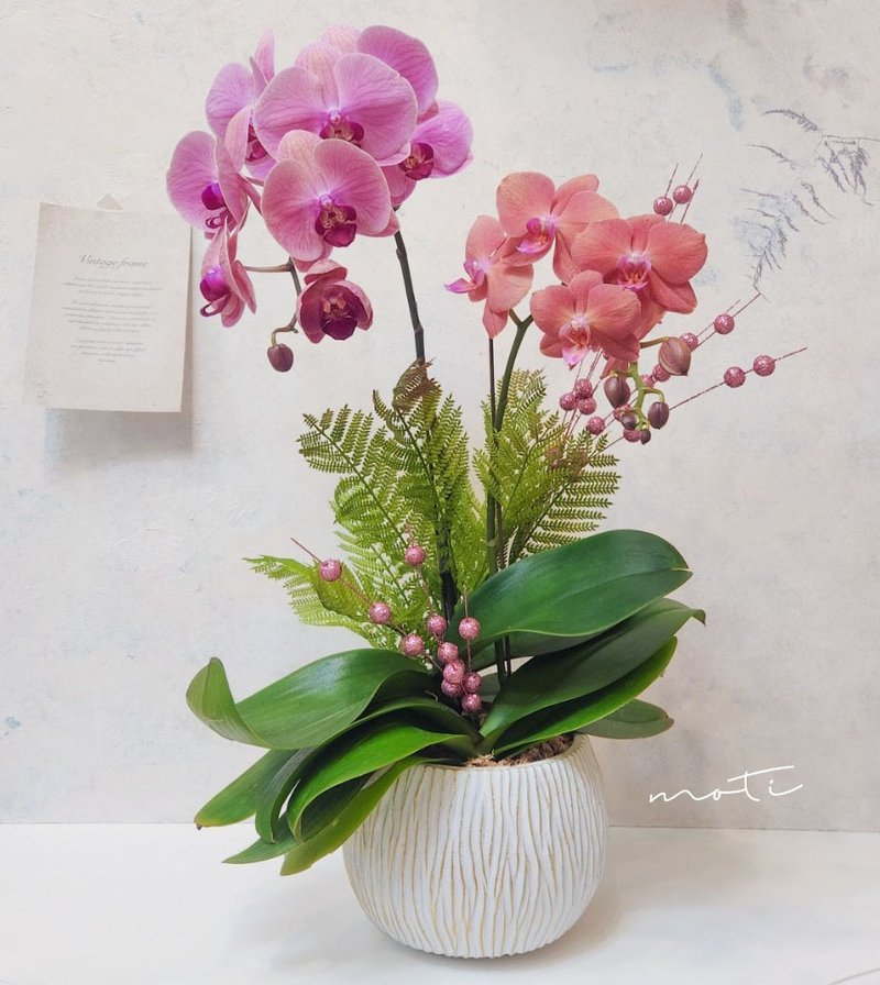 蝴蝶兰植栽【限店面自取/双北专送】新年送礼 开幕升迁 新居落成 - 植栽/盆栽 - 植物．花 粉红色