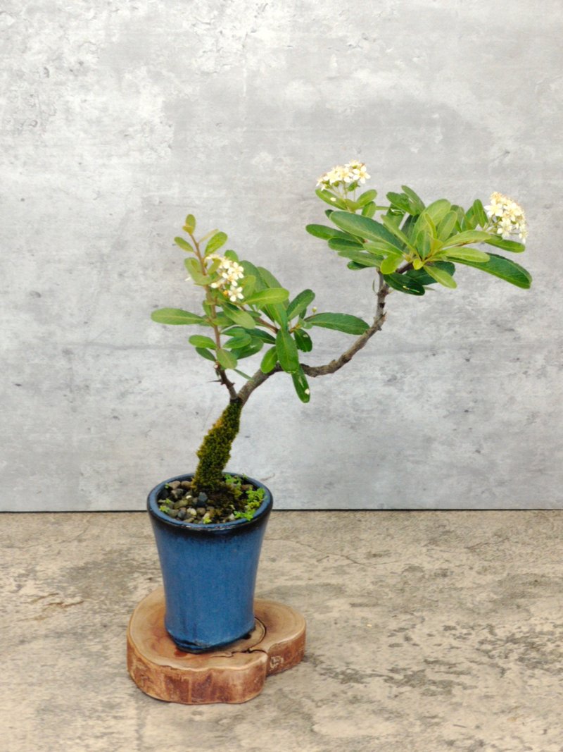 陶盆盆栽状元红 - 植栽/盆栽 - 植物．花 