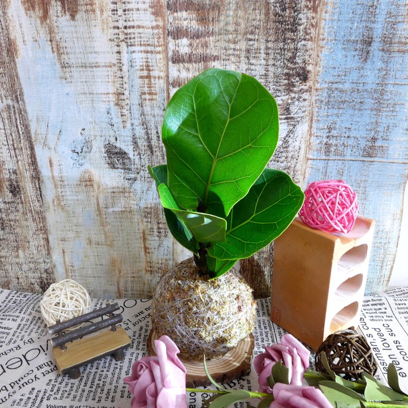 芊艹手作/ 小树系列苔球 - 琴叶榕 - 植栽/盆栽 - 植物．花 绿色