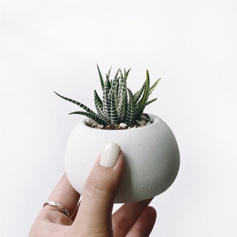 (现货) 纯灰系列 | 十二之光 圆润造型双色水泥多肉植栽 肥圆 - 植栽/盆栽 - 植物．花 灰色