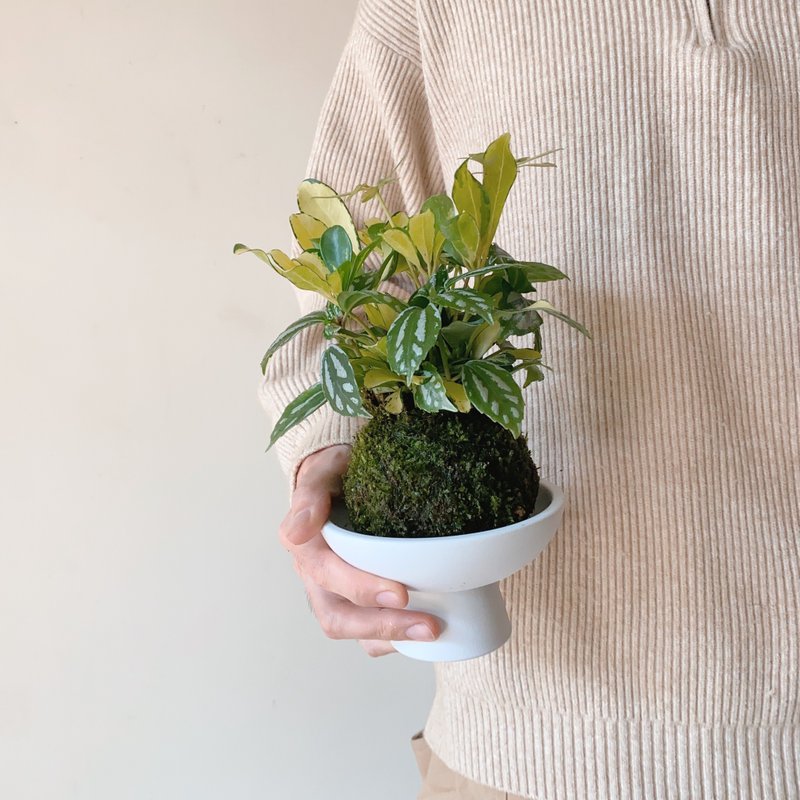 特别版 混合型苔球植栽 - 干燥花/捧花 - 植物．花 绿色